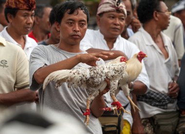 Horoz dövüşü spor Bali, Endonezya.