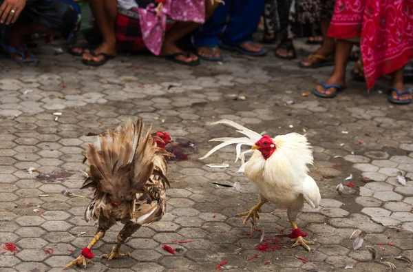 Sport de combat de bites en Bali, Indonésie . — Photo