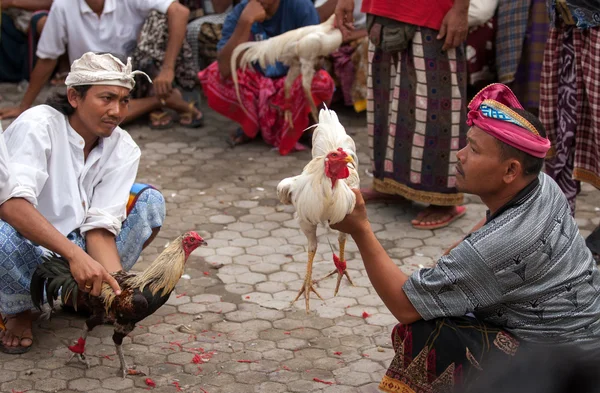 Horoz dövüşü spor Bali, Endonezya. — Stok fotoğraf