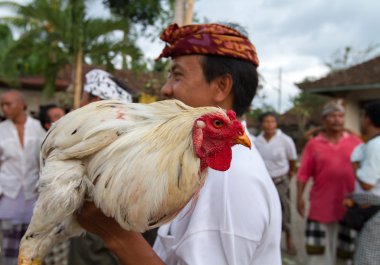Cock fighting in Bali, Indonesia