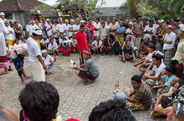 Cock fighting in Bali, Indonesia — 图库照片
