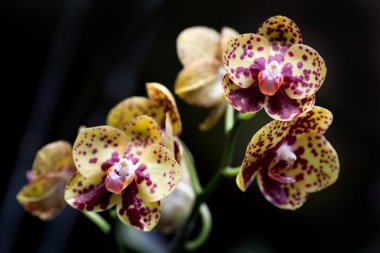 Orkide çiçek çiçeklenme