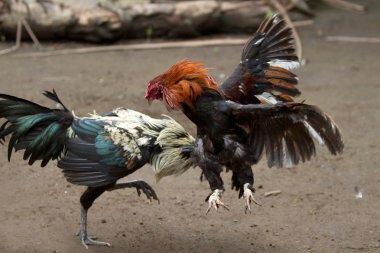 Cock-fighting sport in Bali, Indonesia. clipart
