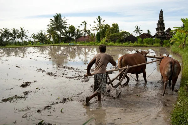 巴厘岛种植水稻的农民 — 图库照片