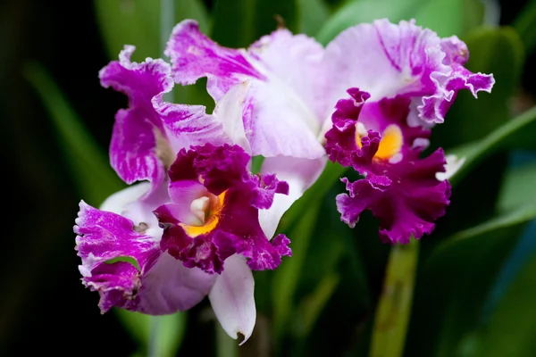 Orchid blomst blomstrende - Stock-foto