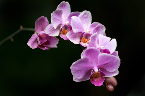Цветущие орхидеи
