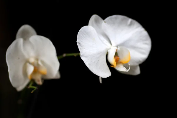 Orkidé som blommar — Stockfoto