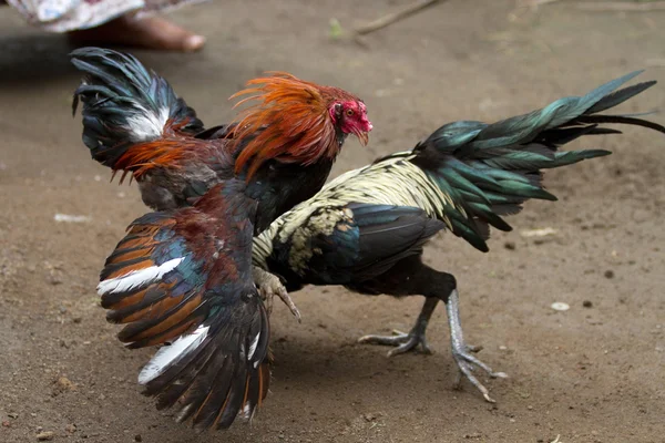 Haan-fighting sport in Bali, Indonesië. — Stockfoto