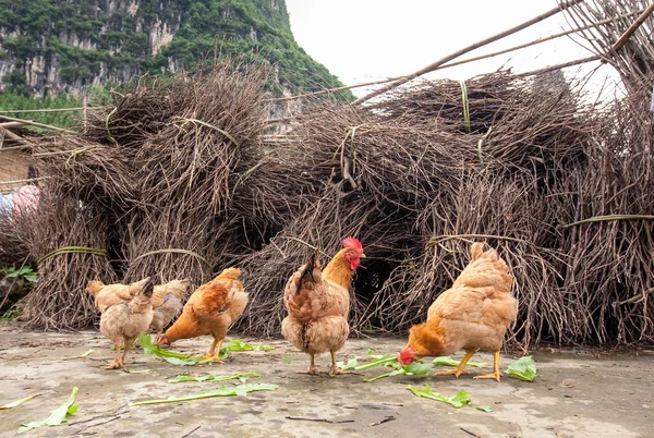 Poulet en itinérance gratuit dans le champ — Photo