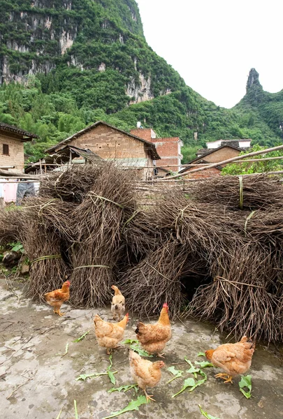 Pollo vagante gratuito in un villaggio rurale in Cina — Foto Stock