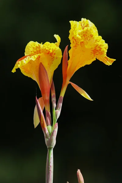 Flores tropicales exóticas — Foto de Stock