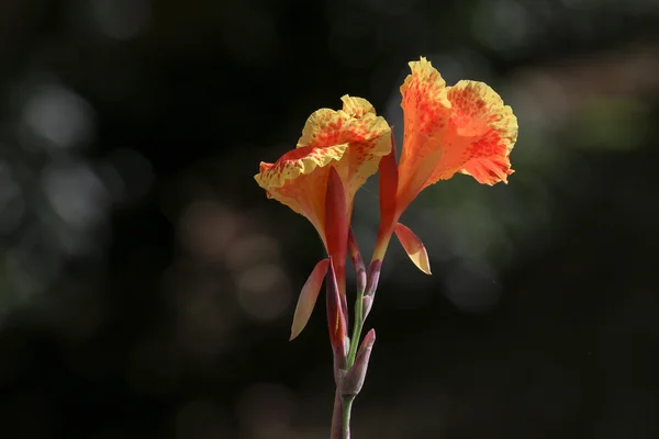 Exotic tropical flowers — Stock Photo, Image