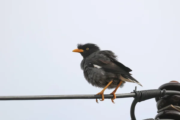 Myna kuş elektrikli tel üzerinde — Stok fotoğraf