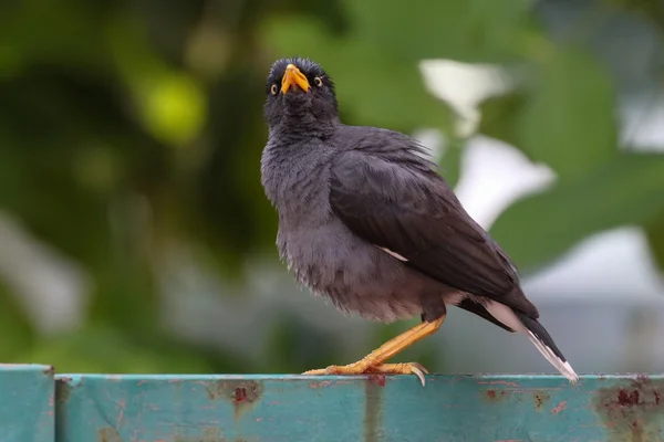 Ave indiana myna — Fotografia de Stock