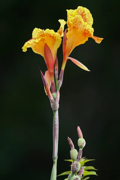 Exotické tropické květiny — Stock fotografie