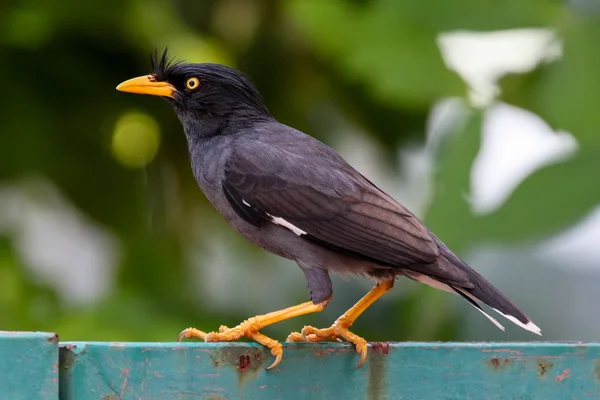 Ptak indyjski myna — Zdjęcie stockowe