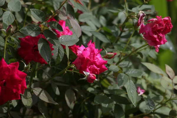Arbusto de rosas rojas —  Fotos de Stock
