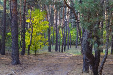 Sonbahar manzarası: kozalaklı ormandaki toprak yol yaprakları parlak sarı yapraklarla kaplı yaprak döken ağaçlar. Samara Ormanı. Ukrayna, Dinyeper bölgesi