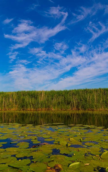 Scenic landscape on the calm lake overgrown with water lilies,  surrounded by reeds. Beautiful clouds over water surface. Nature of Ukraine.  Lake landscape