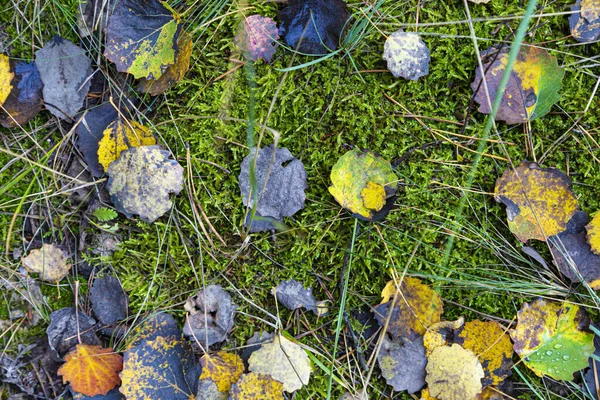 Coloridas Hojas Caídas Otoño Suelo Del Bosque Verde Fondo Natural —  Fotos de Stock