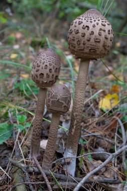 Üç genç şemsiye mantarı Macrolepiota Procera, yakın plan, ormanda, bulanık doğal arka grup