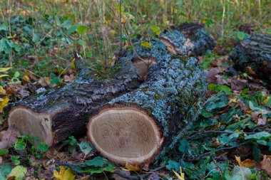 Taze kesilmiş ağaçlar, yakacak odun yığınları, odun yığınları, aşırı büyümüş meşe yosunu (Evernia prunastri), sonbahar ormanında. 