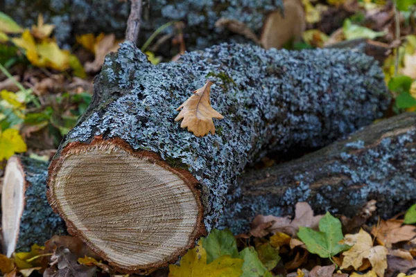 Alberi Appena Tagliati Cumulo Legna Ardere Tronchi Muschio Quercia Evernia — Foto Stock