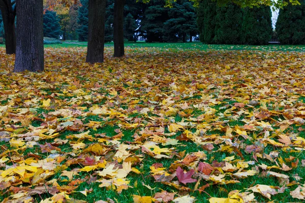 Осень Городском Парке Лист Падает Кленовые Листья Зеленой Лужайке Пешеходная — стоковое фото