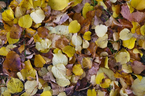 Coloridas Hojas Caídas Otoño Suelo Fondo Textura Patrón Abstracto —  Fotos de Stock