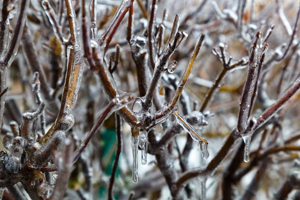 Kış Kreması Donmuş Yağmur Bulanık Gri Arka Planda Buzun Içinde — Stok fotoğraf