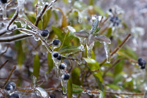 Gelo Inverno Natureza Está Coberta Chuva Gelada Ramos Árvores Com — Fotografia de Stock