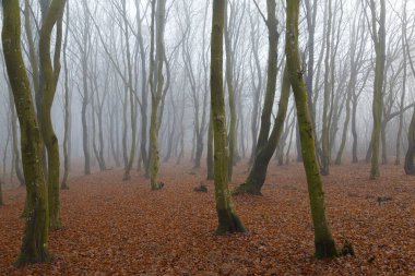 Sonbahar ormanında mistik yoğun sis. Çıplak ağaç gövdeleri arasındaki süt buğusu düşmüş kahverengi yaprakların arka planında. Ormanda sisli bir gün. Misty Karpatlar. Ukrayna