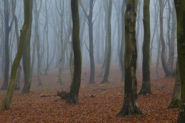 Sonbahar ormanında mistik yoğun sis. Çıplak ağaç gövdeleri arasındaki süt buğusu düşmüş kahverengi yaprakların arka planında. Ormanda sisli bir gün. Misty Karpatlar. Ukrayna
