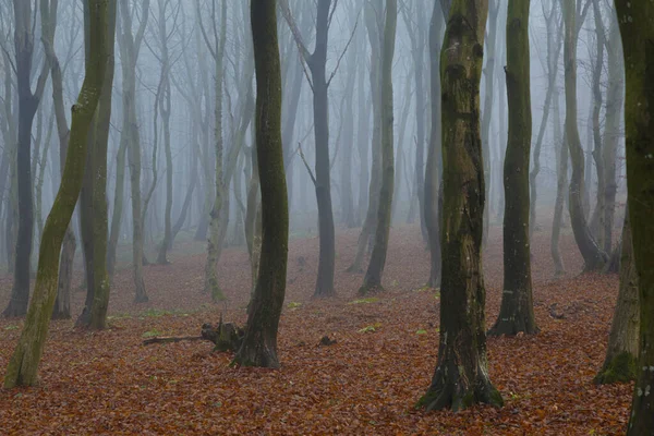 Mystisk Tät Dimma Höstskogen Mjölkdimma Bland Kala Trädstammarna Mot Bakgrund — Stockfoto