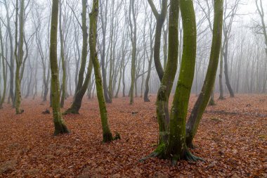 Sonbahar ormanında mistik yoğun sis. Çıplak ağaç gövdeleri arasındaki süt buğusu düşmüş kahverengi yaprakların arka planında. Ormanda sisli bir gün. Misty Karpatlar. Ukrayna