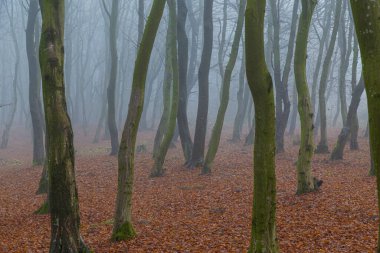 Sonbahar ormanında mistik yoğun sis. Çıplak ağaç gövdeleri arasındaki süt buğusu düşmüş kahverengi yaprakların arka planında. Ormanda sisli bir gün. Misty Karpatlar. Ukrayna