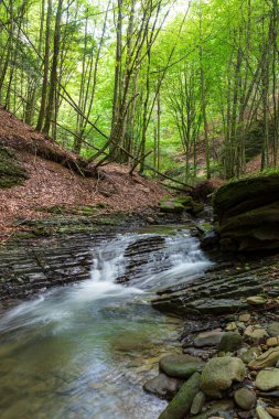 Yazın orman nehrinin çağlayan akıntısı ile birlikte doğa manzarası. Karpatlar 'ın TransCarpathia Lumshory köyü yakınlarındaki Turichka nehri. Ukrayna.
