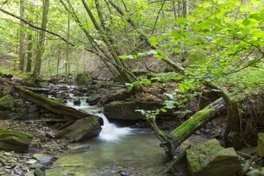 Yazın orman nehrinin aktığı doğa manzarası. Karpatlar 'ın TransCarpathia Lumshory köyü yakınlarındaki Turichka nehri. Ukrayna.