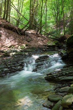 Yazın orman nehrinin çağlayan akıntısı ile birlikte doğa manzarası. Karpatlar 'ın TransCarpathia Lumshory köyü yakınlarındaki Turichka nehri. Ukrayna.