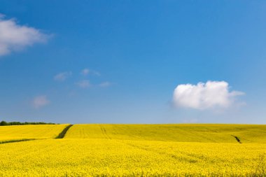 Yeşil ağaçların arasındaki tepelerde çiçek açan kolza tohumu tarlaları. Sarı tecavüz. Bulutlu gökyüzüne karşı sarı kolza tohumu tarımı. Kırsal alan. Ukrayna. Avrupa