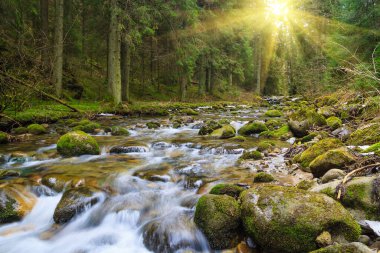  Yosunlu taşların arasında akan hızlı orman nehri