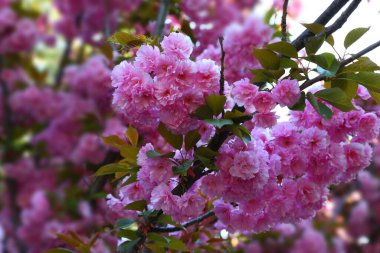 Kiraz çiçekleri, çiçek açan sakura dalları. Çiçek açan çift pembe Japon kirazı (sakura) çiçekleri, yakın plan. Baharda Prunus serrulata Kanzan