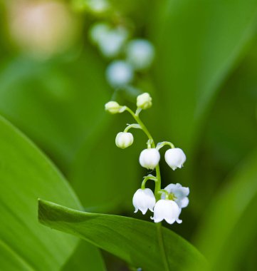 Bahar Ormanı 'nda, belki nilüfer çiçeği. Bahar çiçeği Convallaria majalis yakın plan