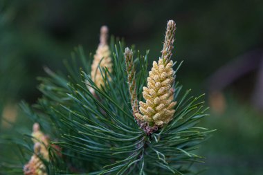 Çiçekli çam ağacı. Sarı polenli İskoç dalları, arka planda bulanık erkek konileri üretir. Yakın plan. Pinus sylvestris