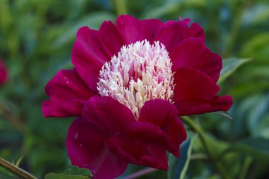 Çiçek kırmızısı lactiflora Ursa Major yaz bahçesinde, yeşil arka planda, yakın plan.