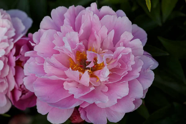 Flor Doble Peonía Rosa Paeonia Lactiflora Petite Cherie Jardín Verano —  Fotos de Stock