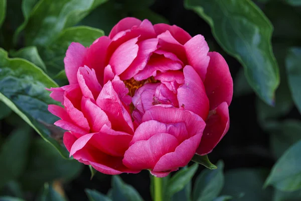 Flor Semi Doble Peonía Rosa Raspberry Charm Paeonia Lactiflora Jardín —  Fotos de Stock