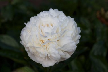 Çiçek, duble kremalı beyaz şakayık Carl G. Klehm, yaz bahçesinde peeonia lactiflora, doğal bulanık yeşil arka plan, kapanış