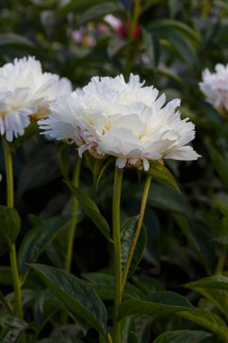 Çiçekli, beyaz, şakayıklı Katharine, yaz bahçesinde çiçek açan lactiflora koyu yeşil arka planda, yakın plan