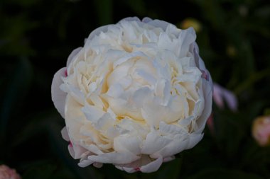Paeonia lactiflora White Frost. Bahçedeki yeşil yaprakların arka planında güzel, beyaz, duble şakayık çiçeği. 